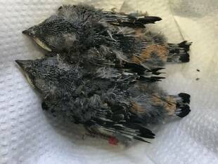 大きくなりました!