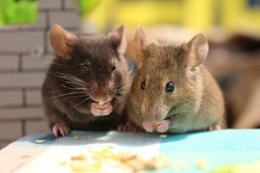 おやつの時間です!【ハツカネズミ編】の写真