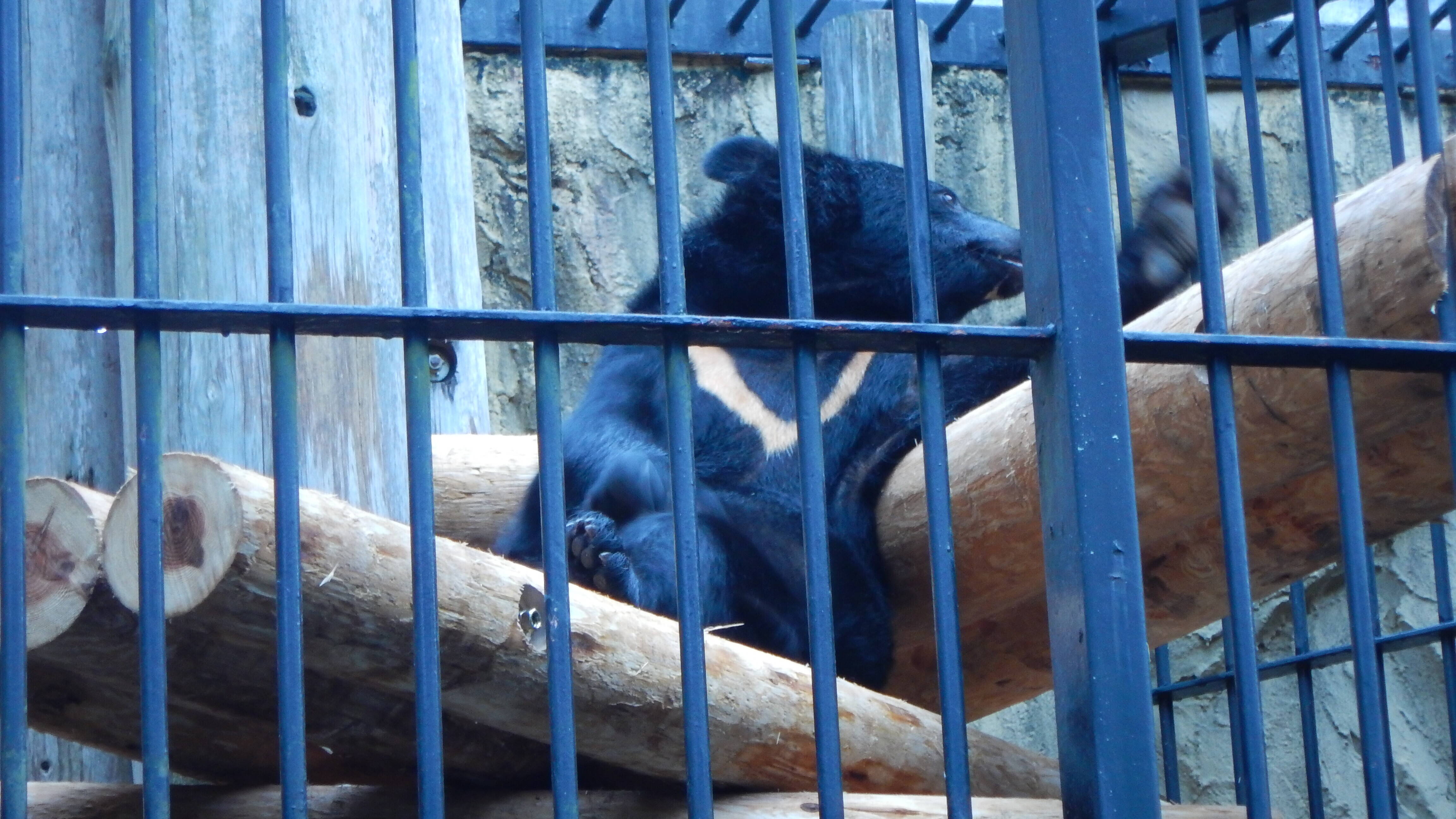 クマ舎の組み木交換の写真