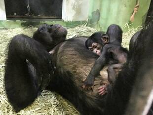 「コウタロウ、3歳になる」