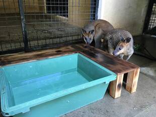 【ワラビー、プールへ行く】