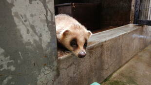 ブンタ君のマイ・ブーム