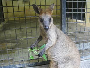 【野菜日記:番外編】 美味しくいただきました!!②