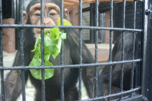 【野菜日記⑥】小松菜、美味しく頂きました。