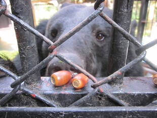 今年も開設、どんぐりポスト