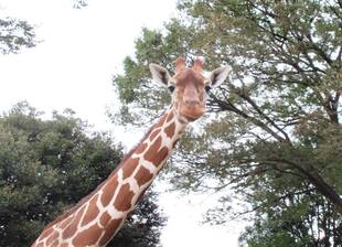 Happy Birthday！モミジ