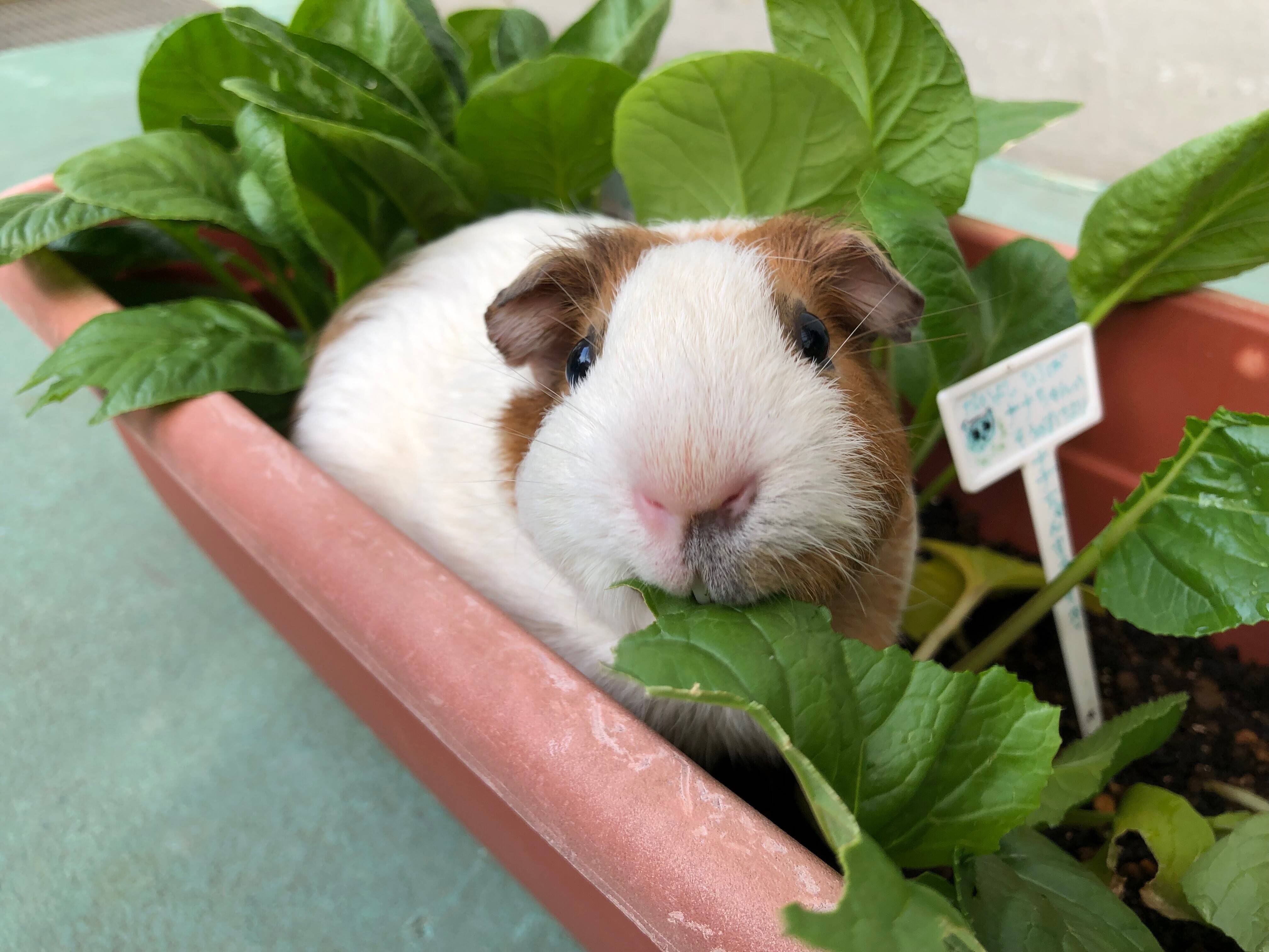 【野菜日記:番外編】モルモットのななちゃんにあげました!の写真