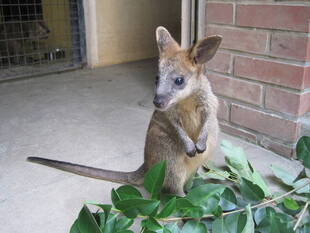 オグロワラビーの赤ちゃんが生まれました！