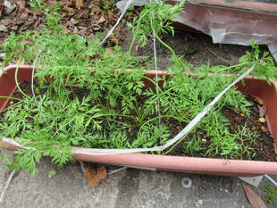 【野菜日記⑧】もうちょっと？！