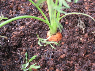 【野菜日記⑨】収穫しました！