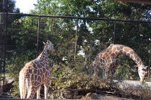 キリン展示場のプチ変化