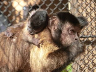 フサオマキザルの赤ちゃんが生まれました