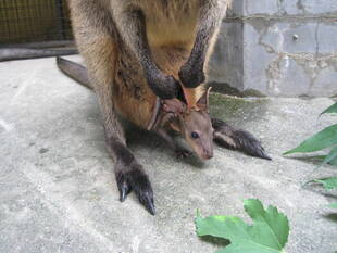 オグロワラビーのアスタ