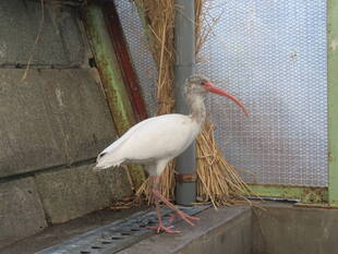 シロトキのニューフェイス