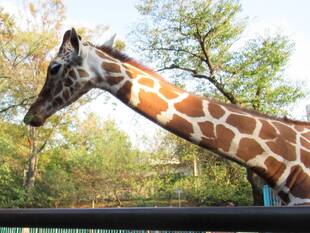 【野菜日記⑩】人参いただきました♪