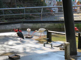 トキたちの部屋替え