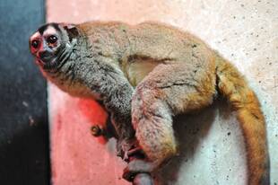 ヨザルのブラッド君、30歳になる