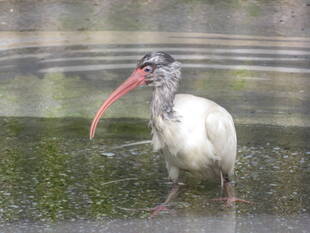 新入りシロトキ、デビュー
