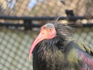 ホオアカトキのお引越し