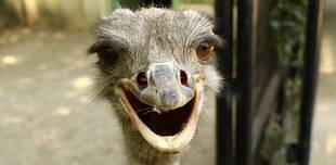 帰ってきたダチョウ