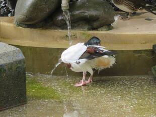 ツクシガモの滝行？