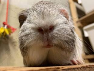 【野菜日記：番外編】モルモットに人参を！！