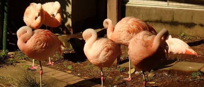 代名詞 動物トピックス 野毛山動物園公式サイト 公益財団法人 横浜市緑の協会