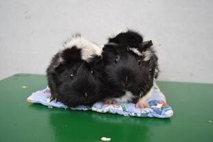 見分けつきますか...?