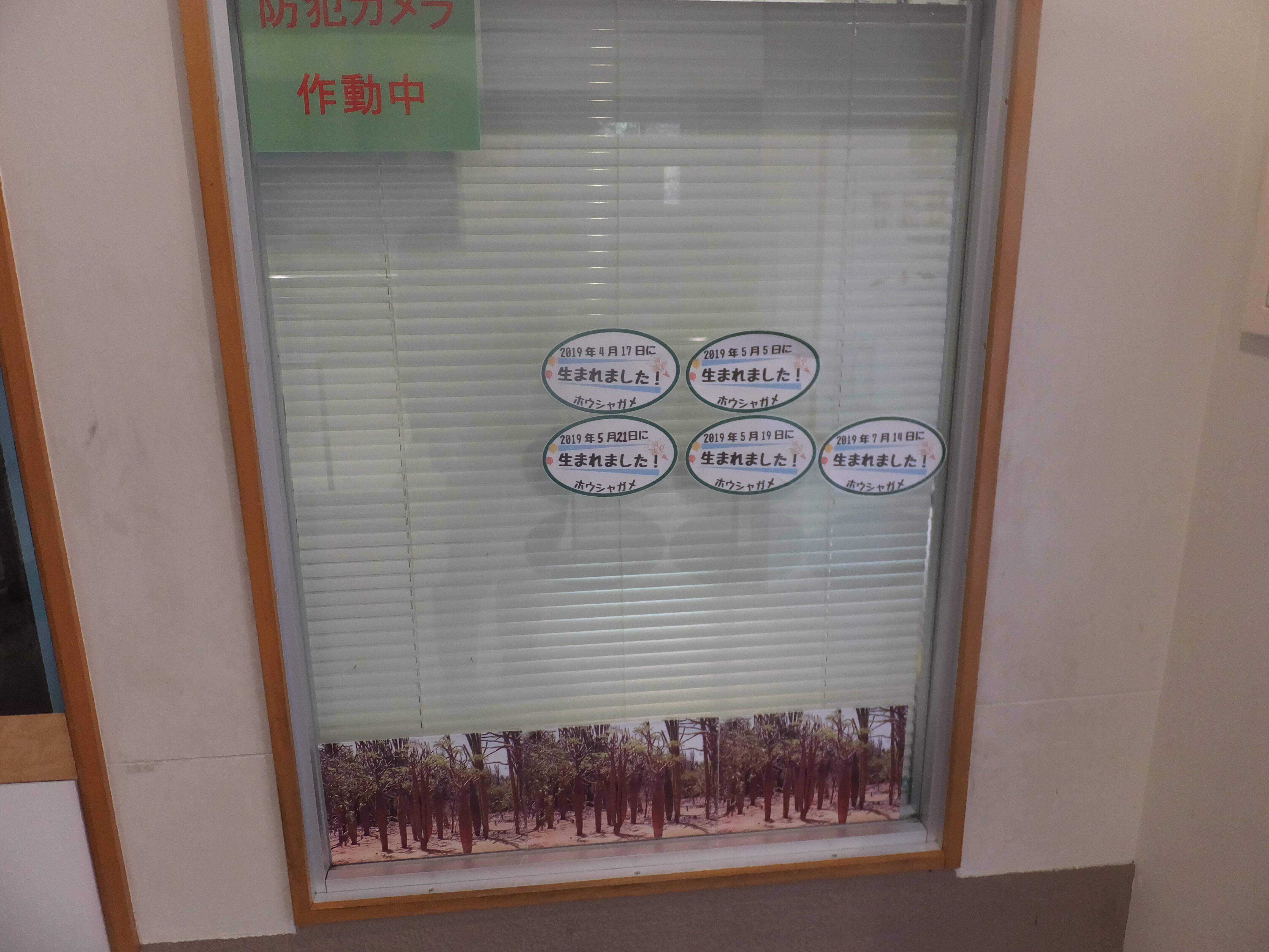 ヘサキリクガメ展示しましたの写真
