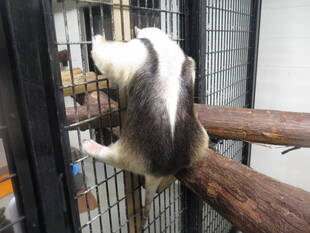 アサヒのルーティン