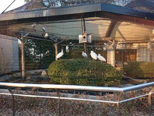 クロツラヘラサギの円卓会議