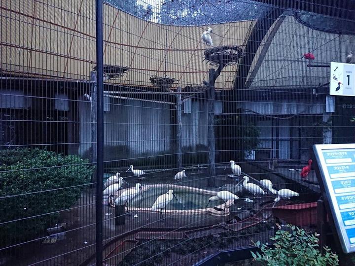 出入口近くのバードケージのクロツラヘラサギたち