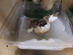 ヘサキリクガメ孵りました