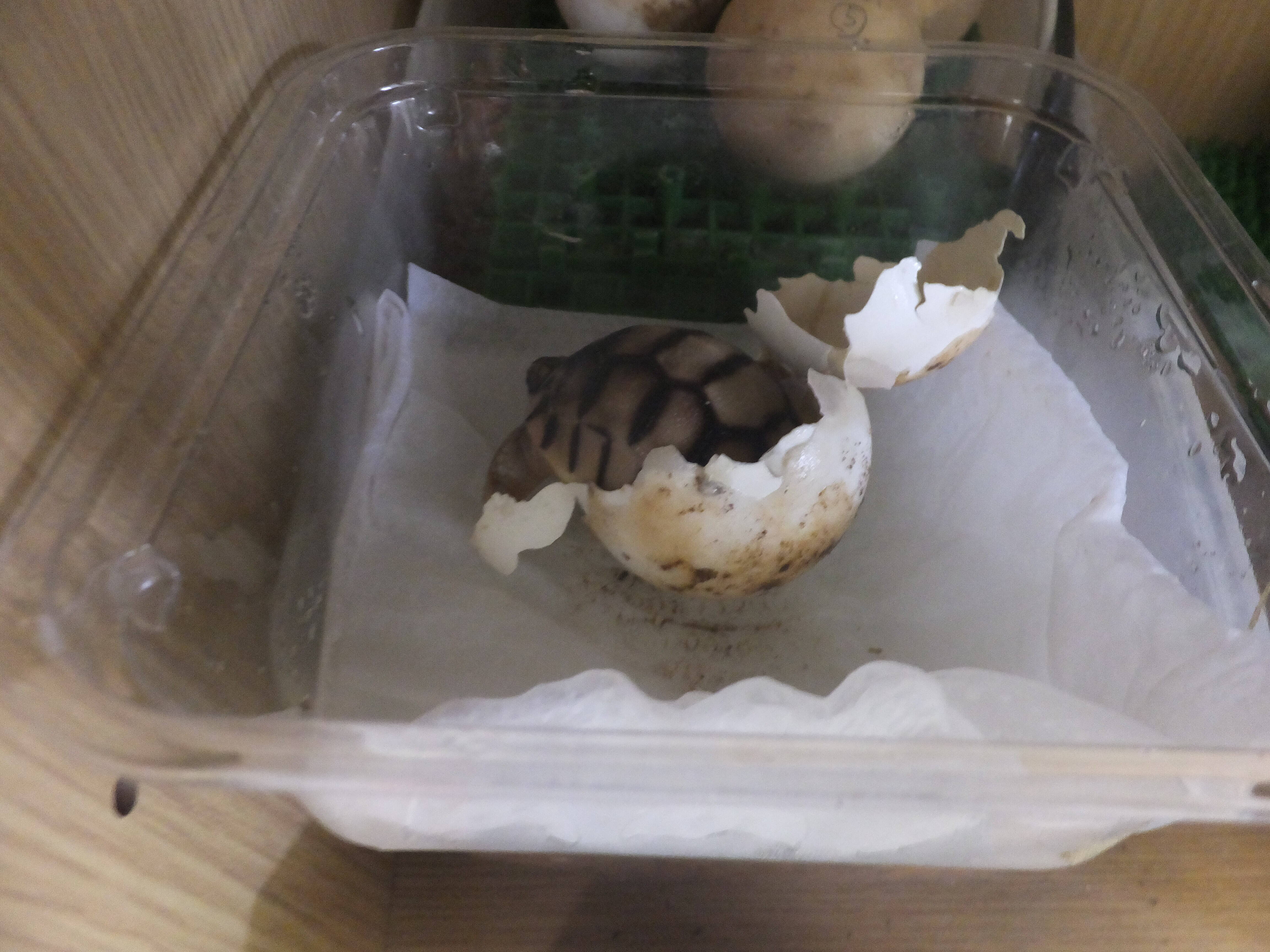ヘサキリクガメ孵りましたの写真