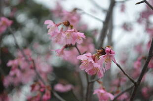 桜開花情報のお知らせ