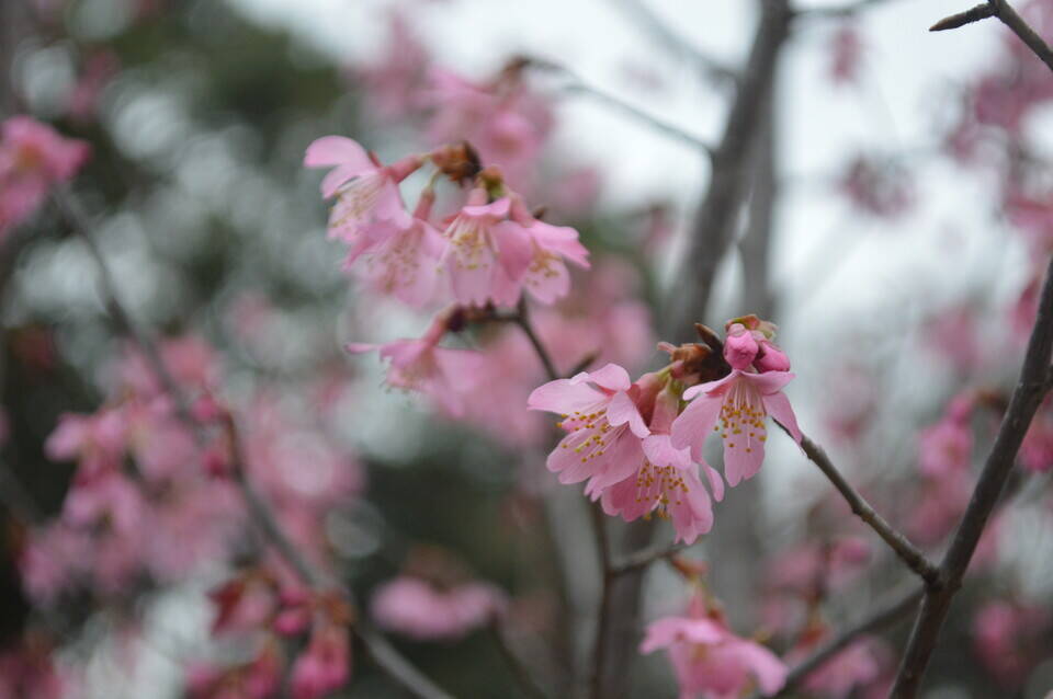 桜開花情報のお知らせの写真
