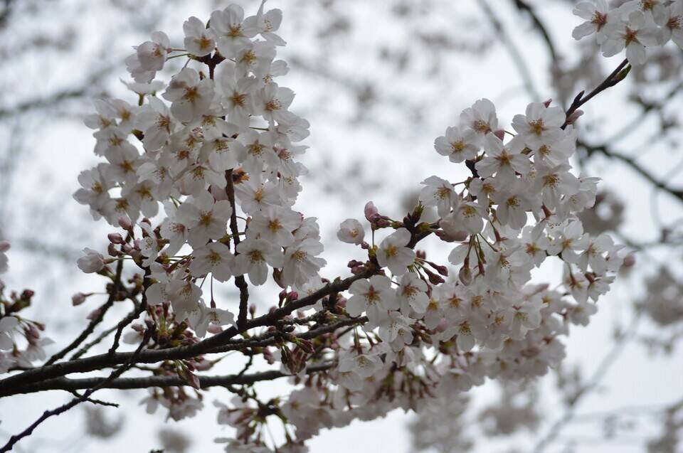 記念碑と桜【3月28日】の写真
