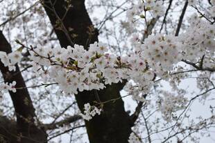 花びらが風に舞う【3月27日】
