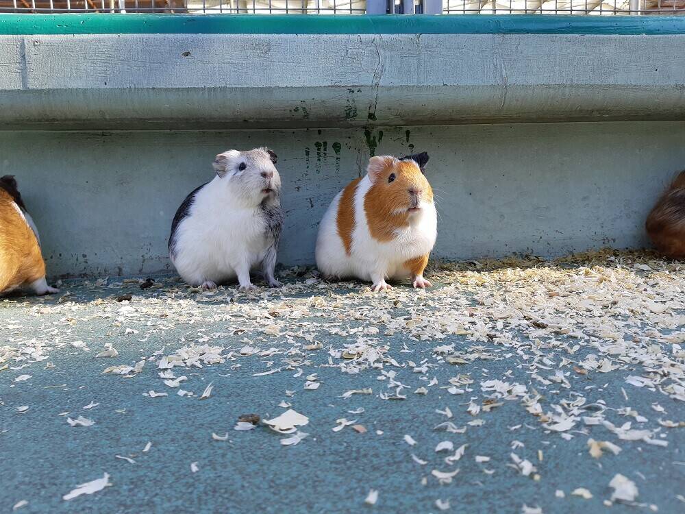 臨時休園中のモルモット報告その1「ひなたぼっこ」の写真