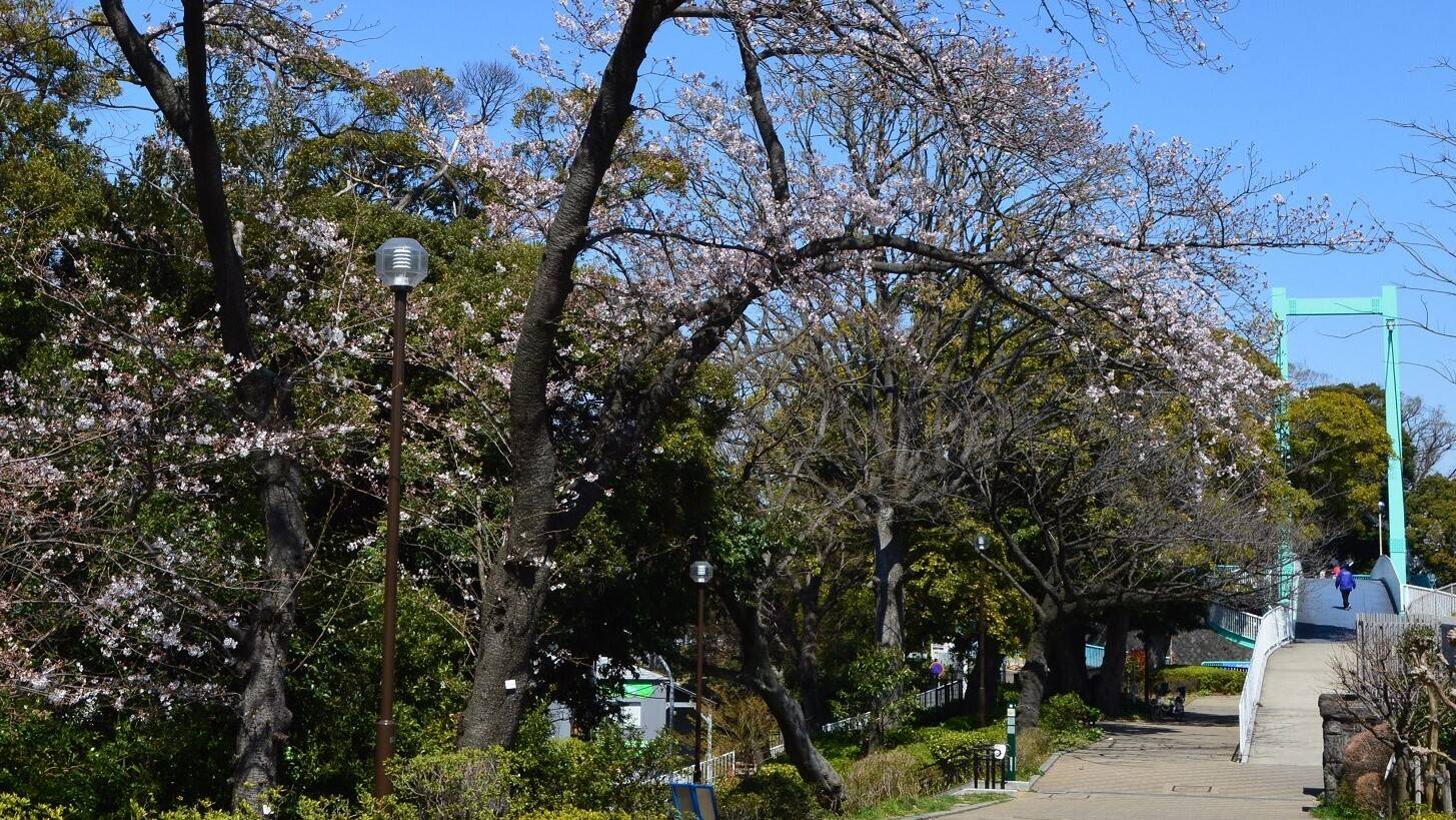 展望地区の人生記念樹の桜【3月24日】の写真