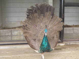 インドクジャクの愛称が決まりました!! その①