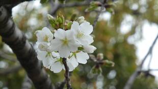 ヤマザクラが咲き始めました【3月31日】