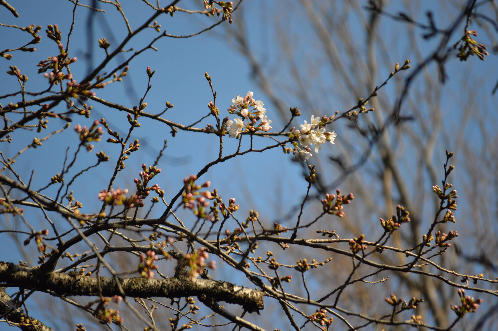 20200317撮影ライオン展示場前 (3).jpg