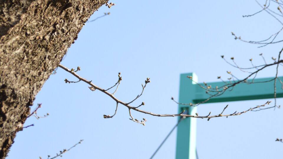 野毛の吊り橋も桜の名所【3月21日】の写真