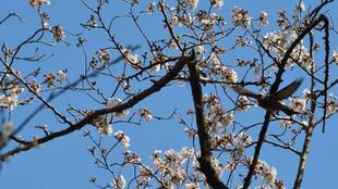 桜を楽しみにしているのは鳥も同じ【3月25日】