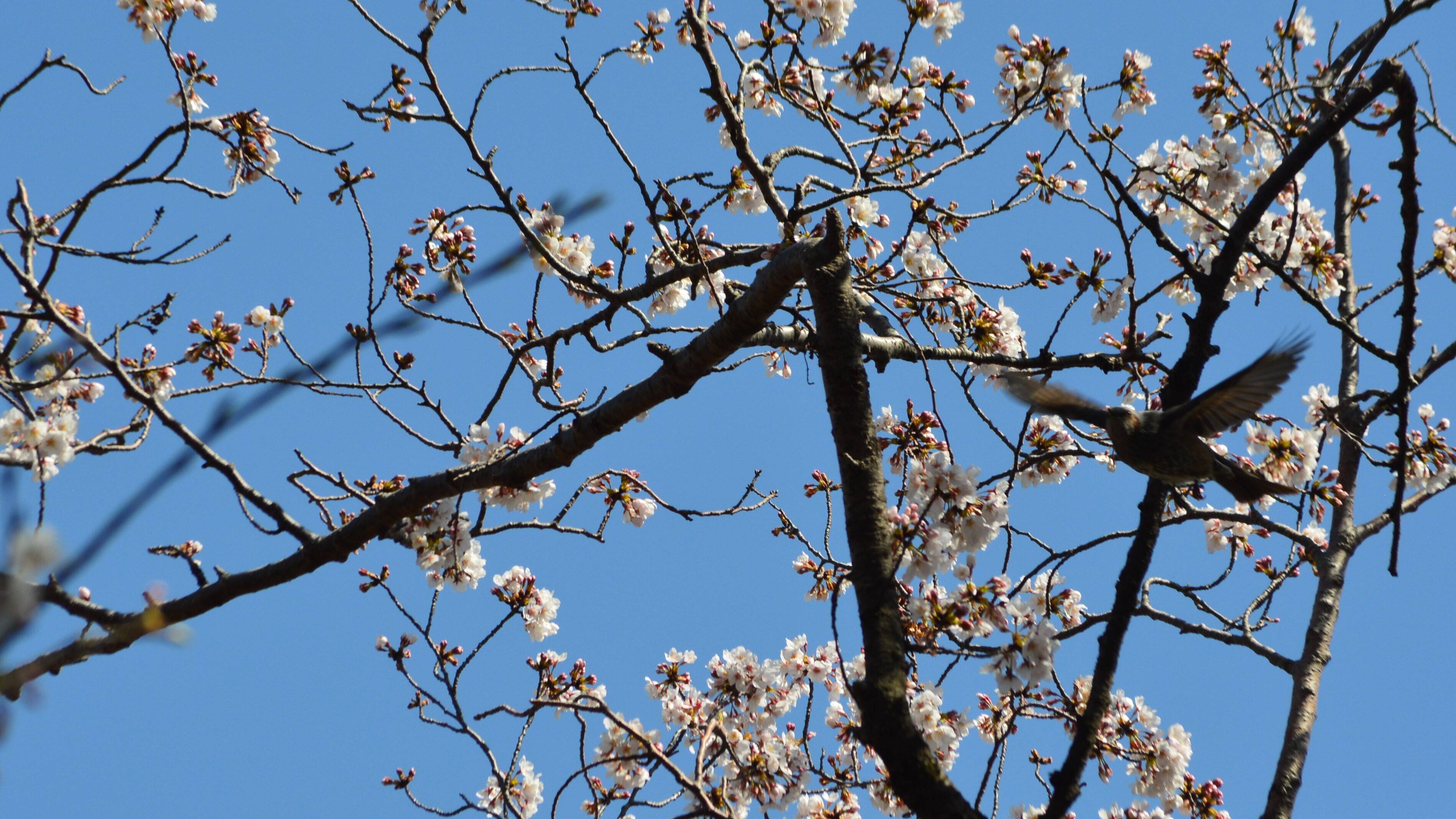 桜を楽しみにしているのは鳥も同じ【3月25日】の写真