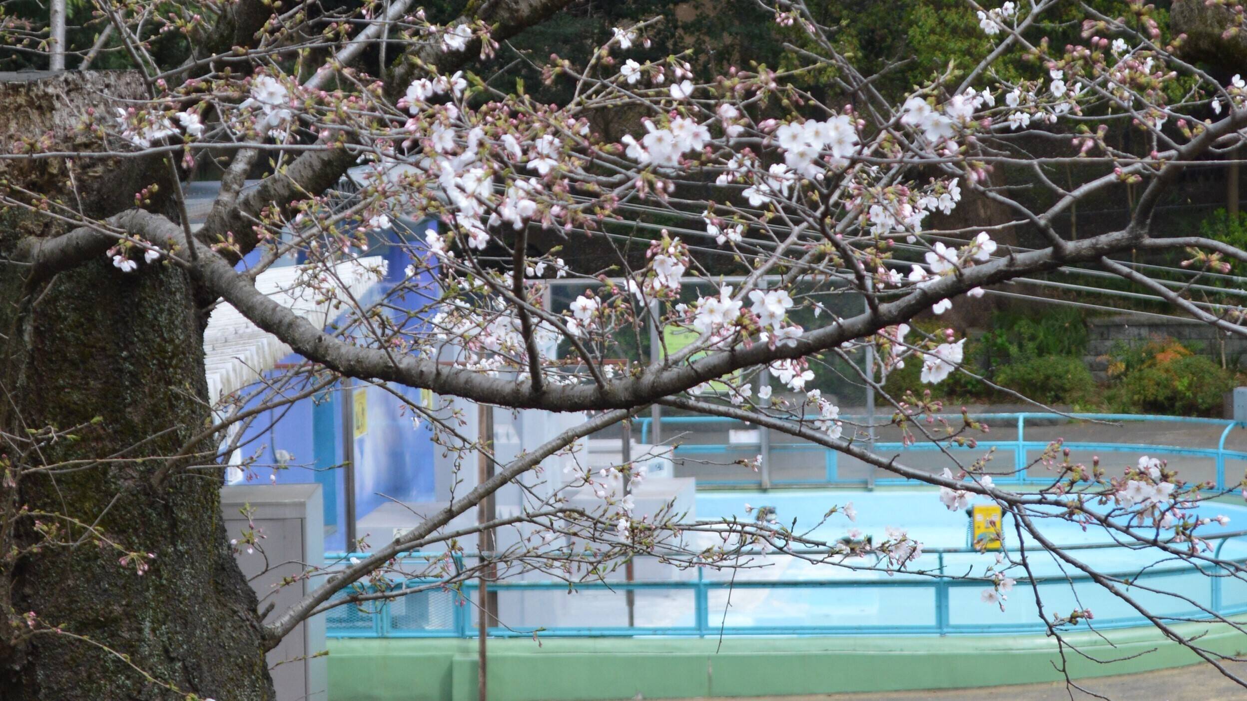 ペンギンと2分咲の桜【3月22日】の写真