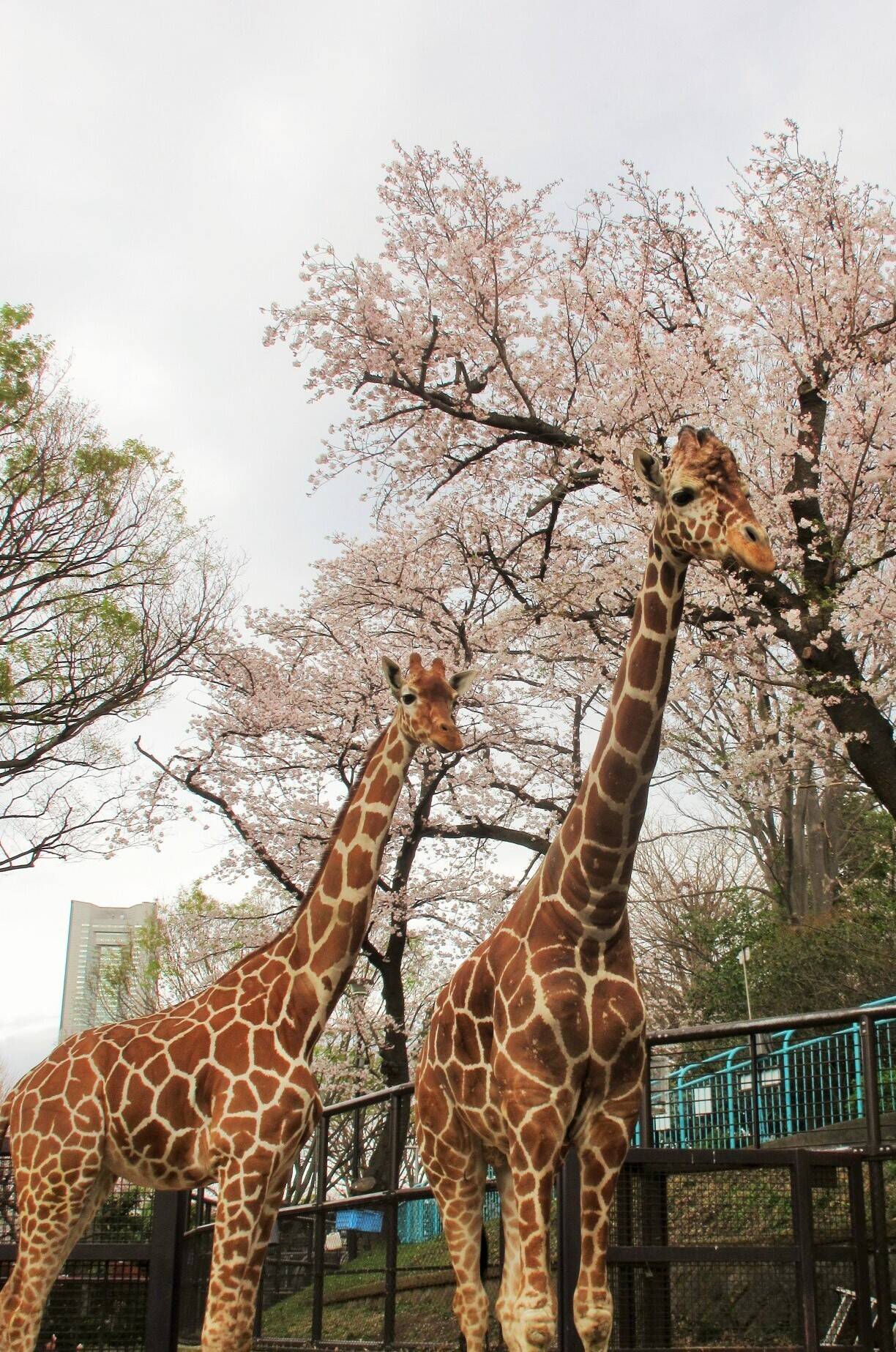 キリンと桜の写真