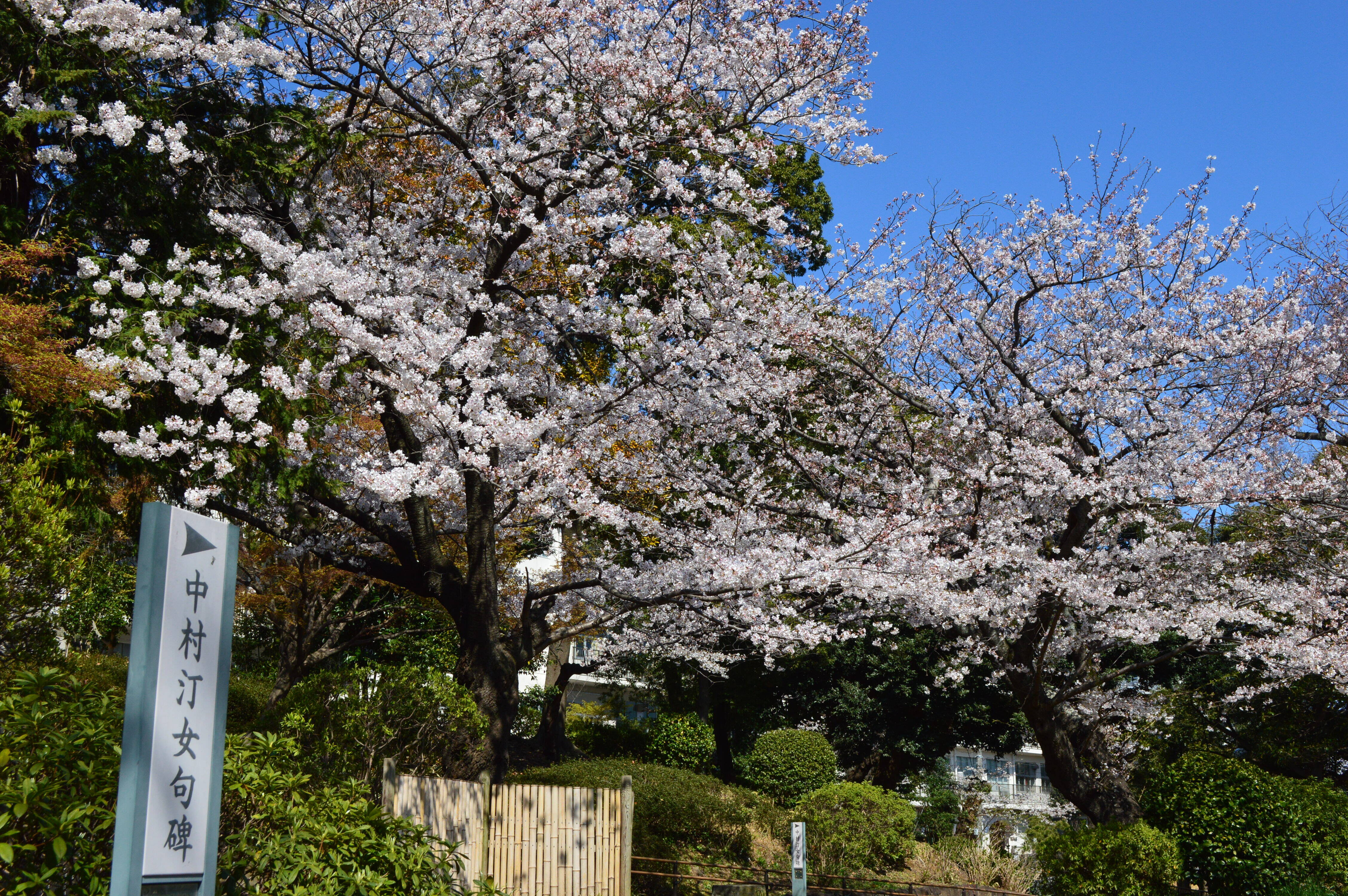 野毛山公園のお花見に関するお願いの写真
