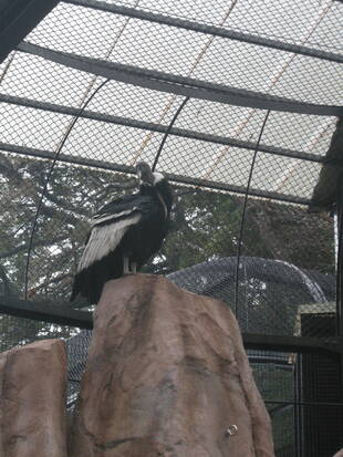 「コンドルの岩山がきれいになりました!」